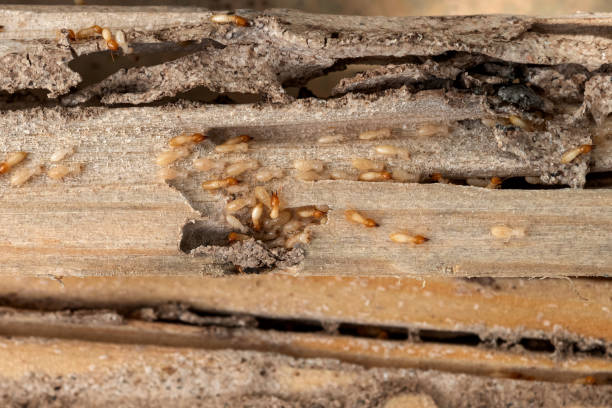 Best Bed Bug Extermination  in Indian Mountain Lake, PA